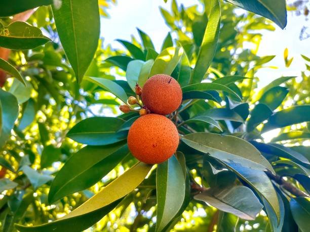 Madrone in Lushootseed Pronunciation Audio: A Complete Guide Madrone in lushootseed pronunciation audio